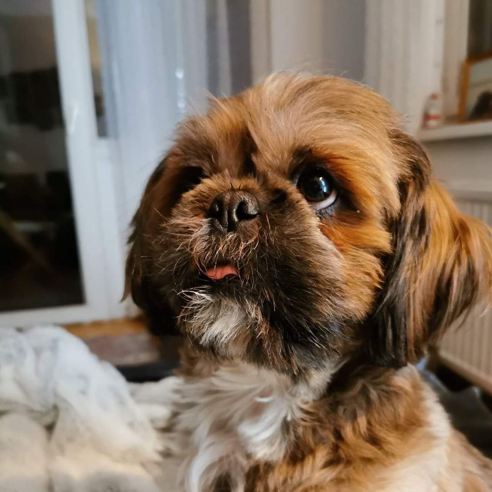 Kubi Khan🐾🇦🇹