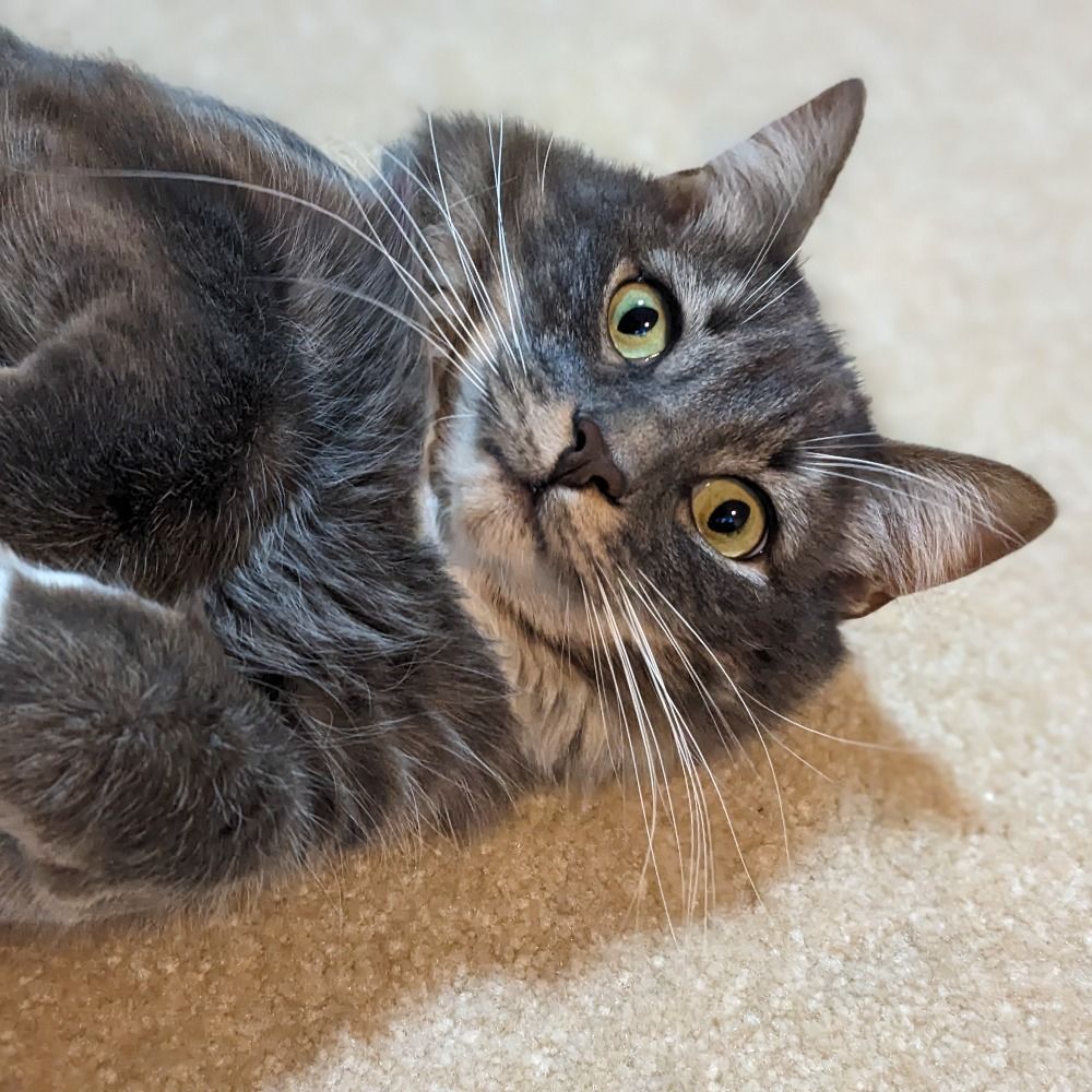 Fiasco the cat