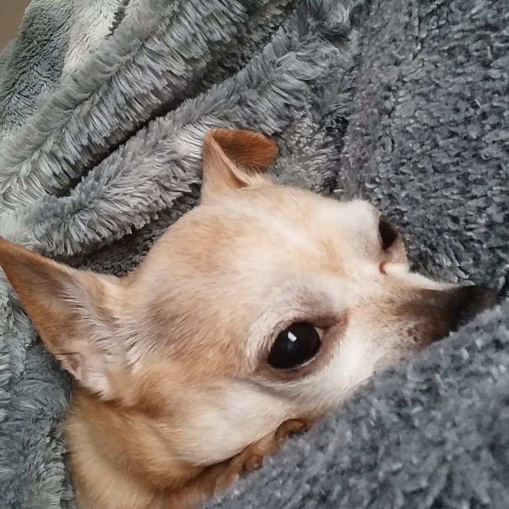 Bella
