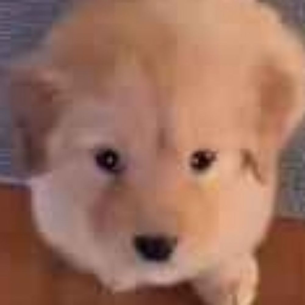 lil baby poopoo