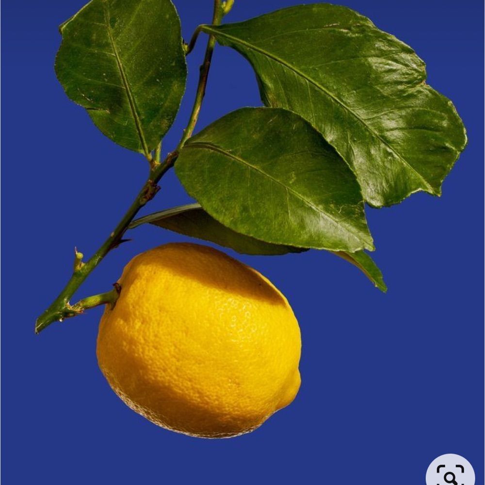 muamba