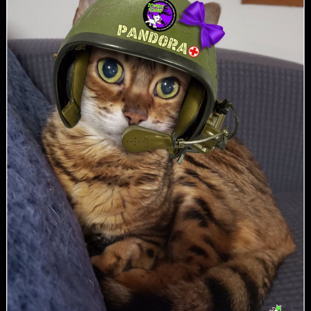 Pandora the Bengal