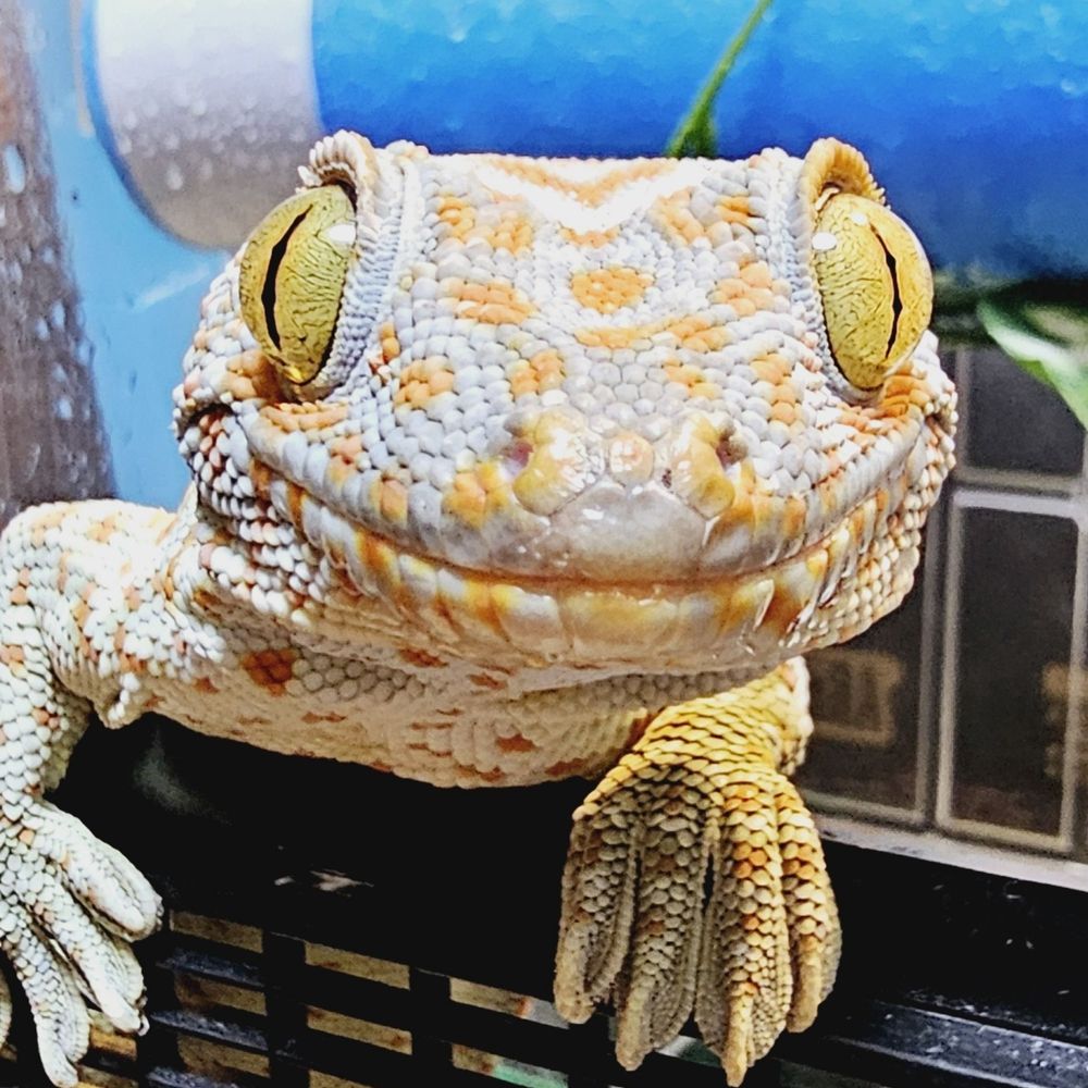 きう
