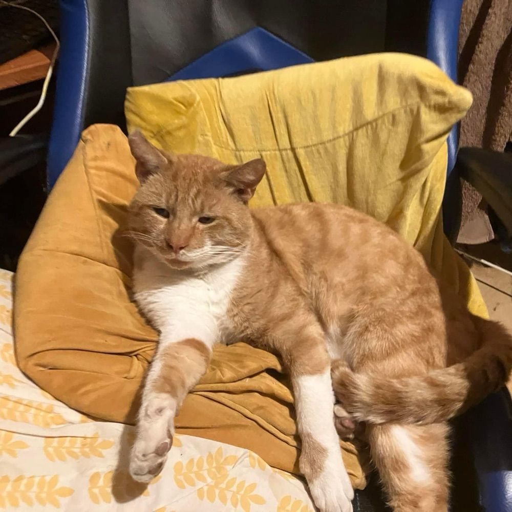 Angelickittycat