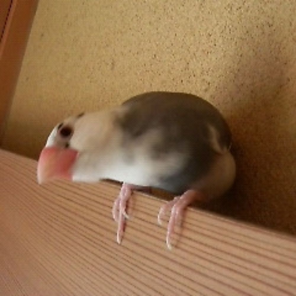一月(ひづき)