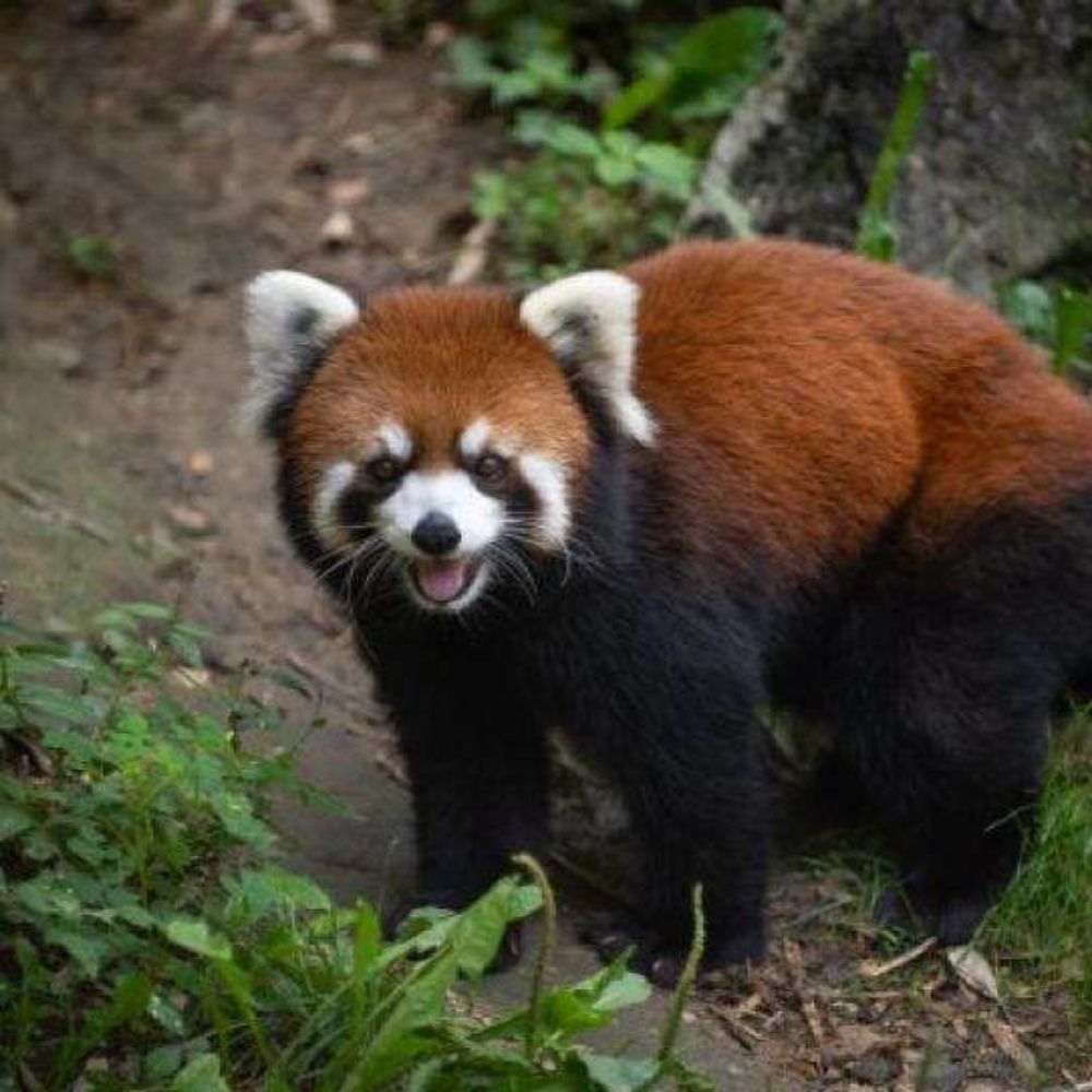 Ginger Panda