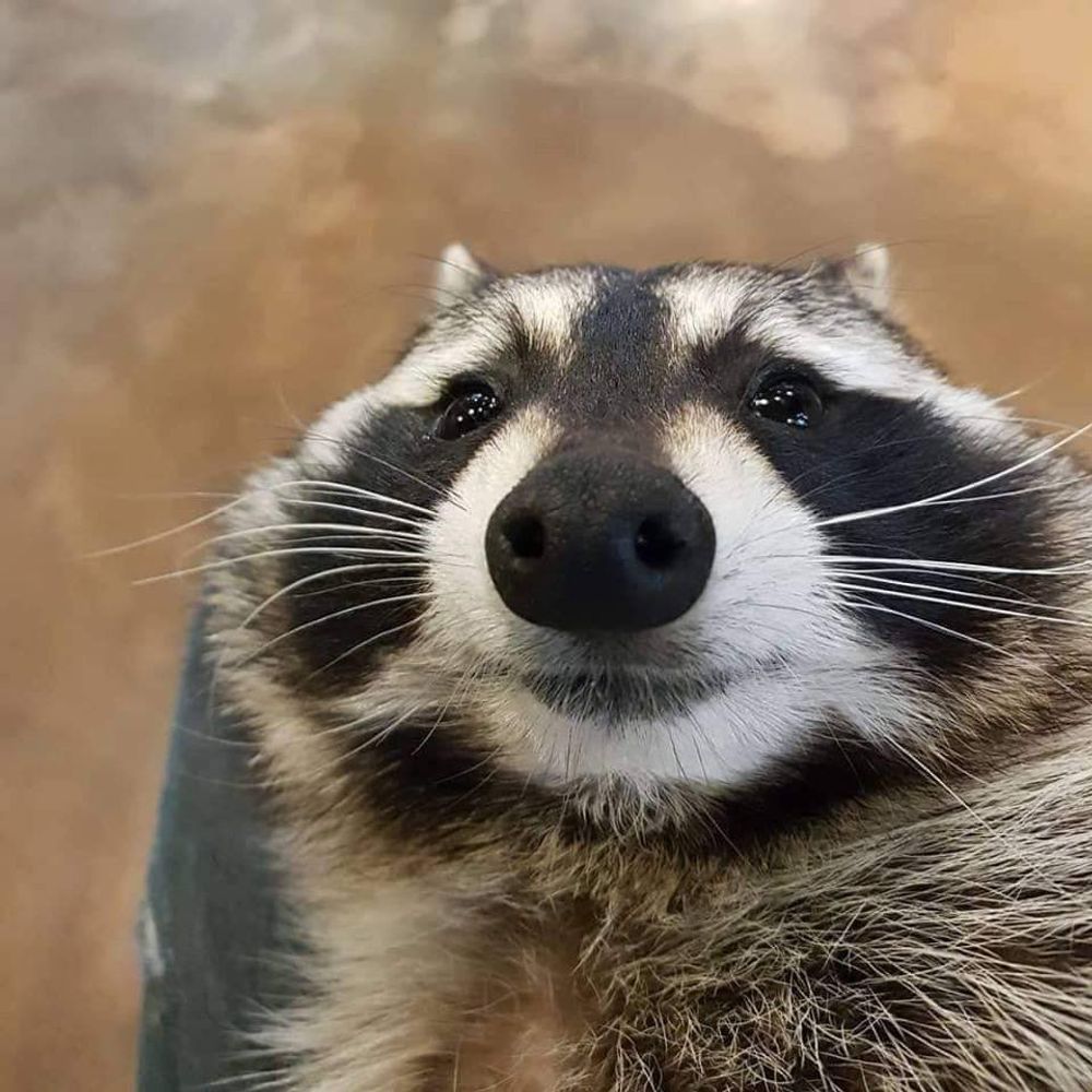 Rak