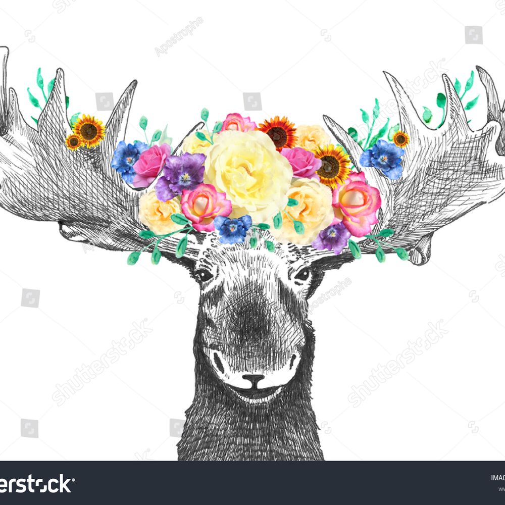 Moose7781
