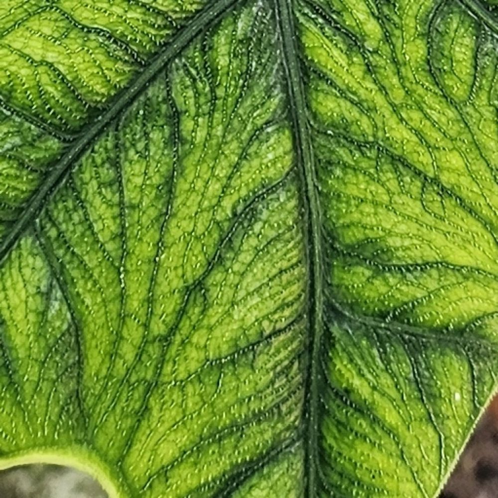 TangledRose