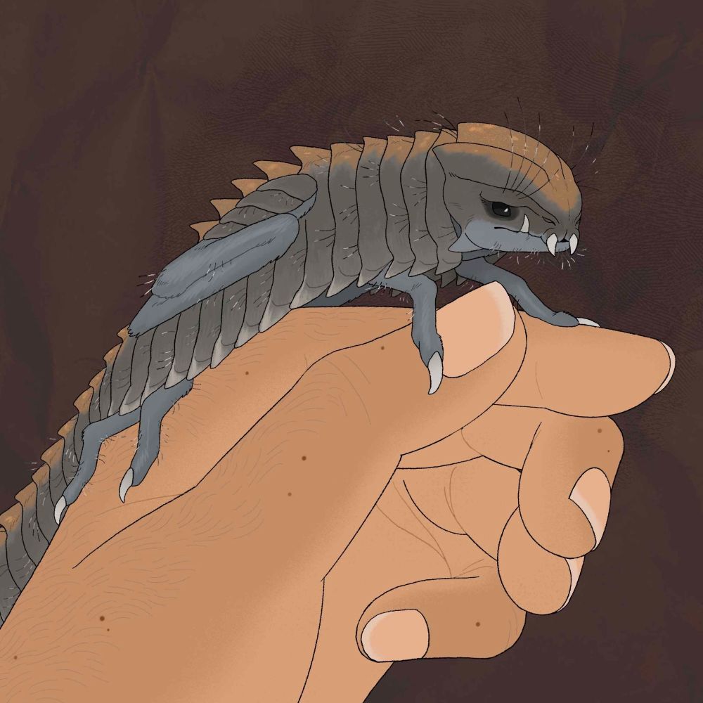 Pluracrura