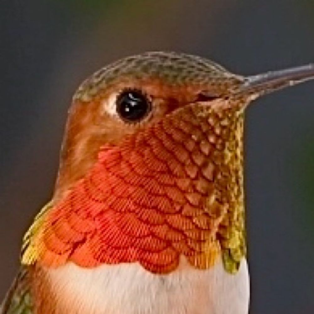 BirdsOnZoom