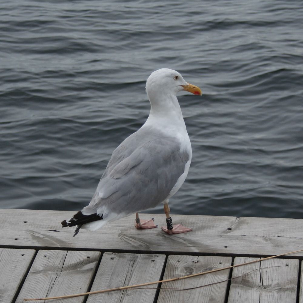 Kilianius