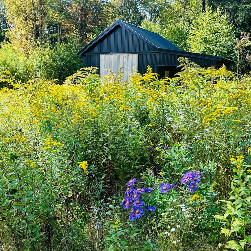 Solidago