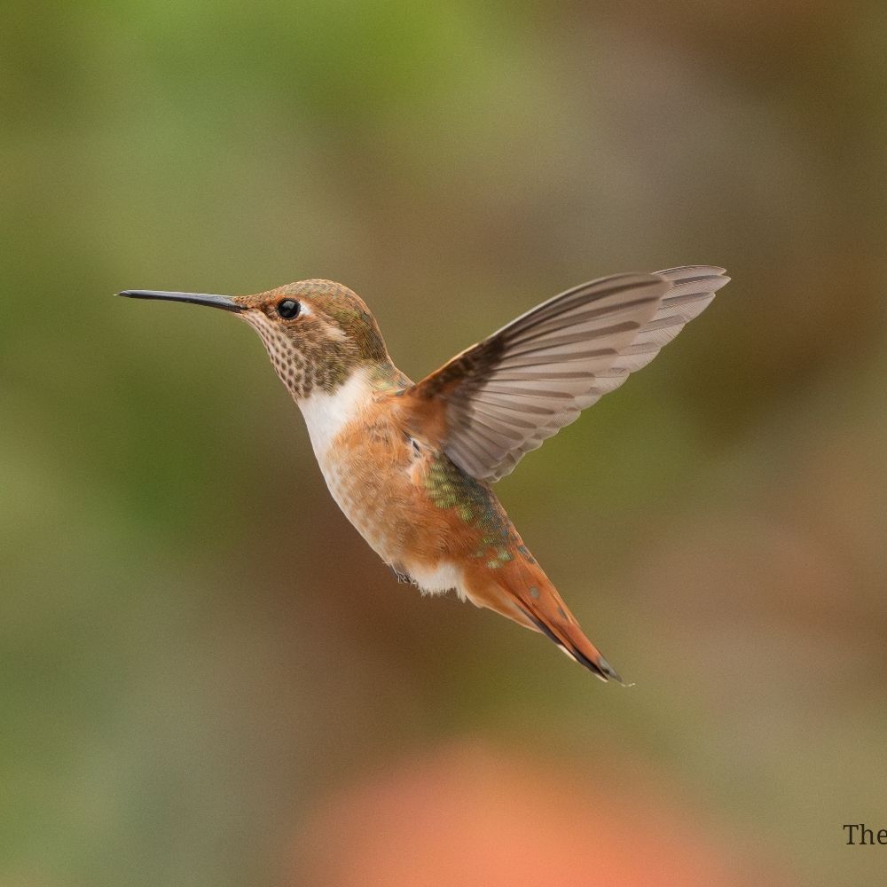 Theodore Nuss Photography