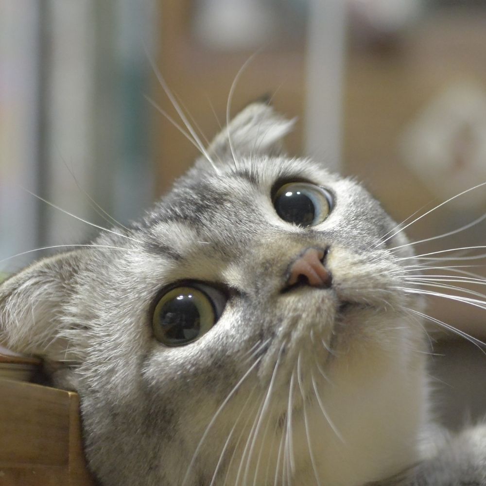 ゆづき