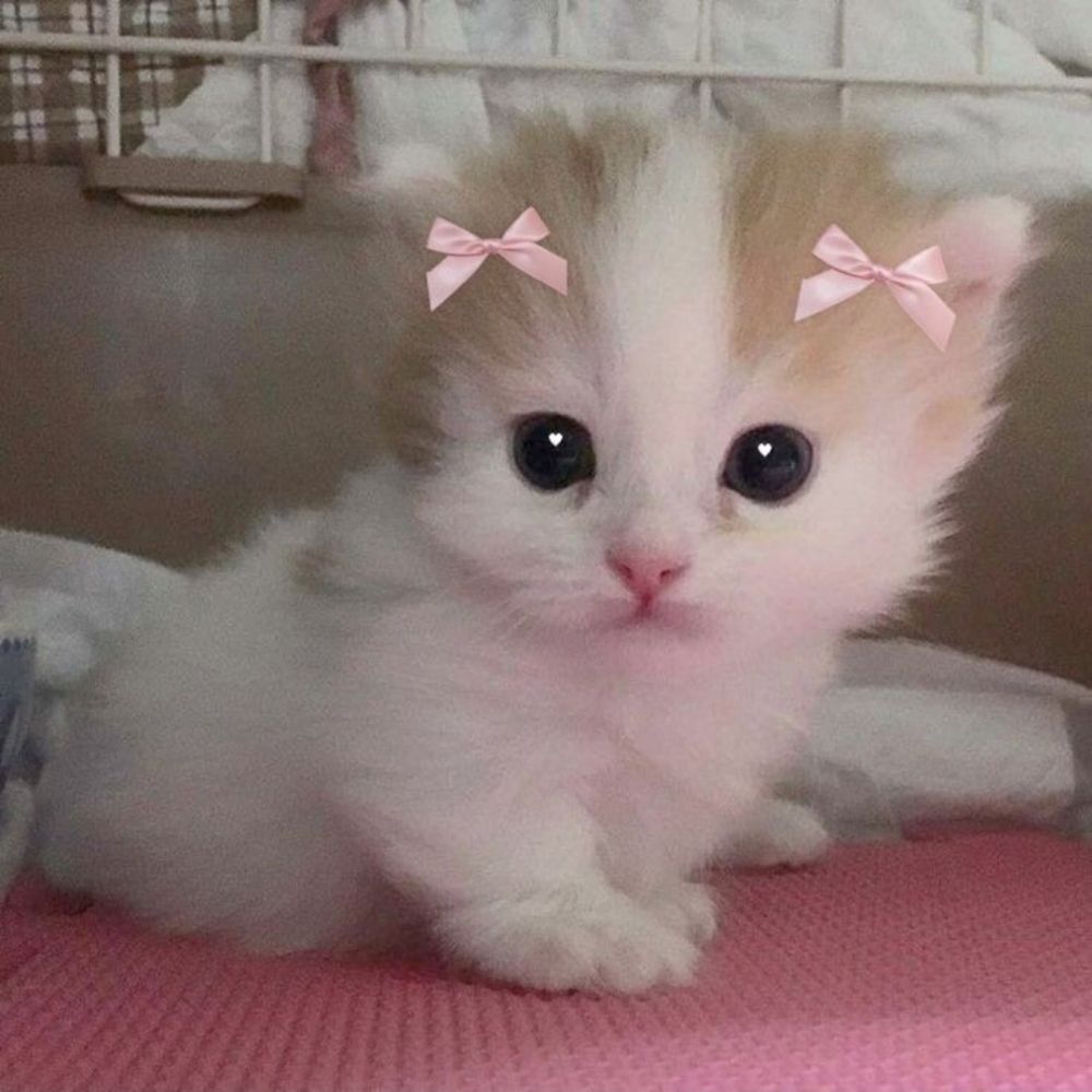 Cat do Twitter