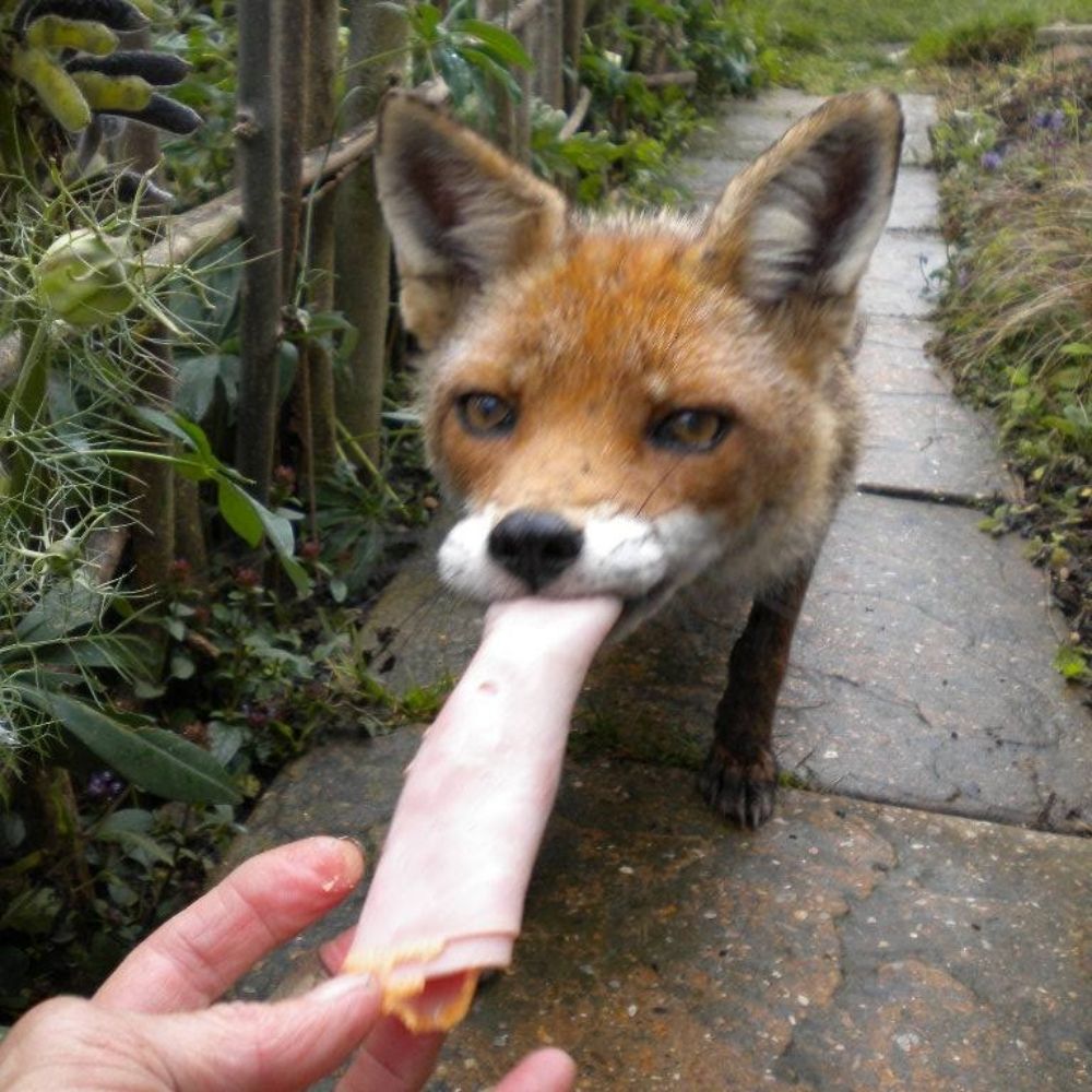 HaywireFoxxo