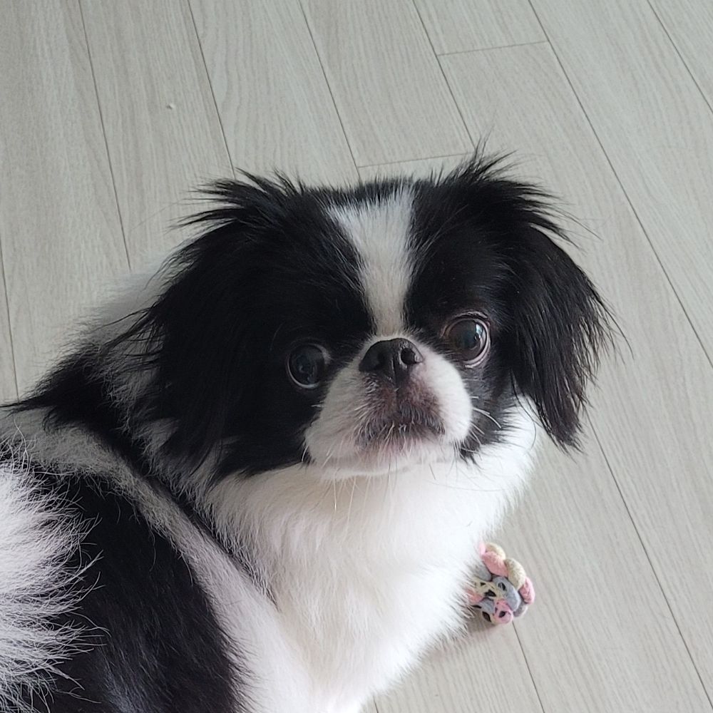 야매