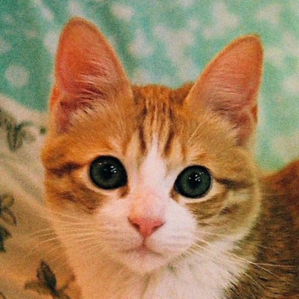 ねこ大佐