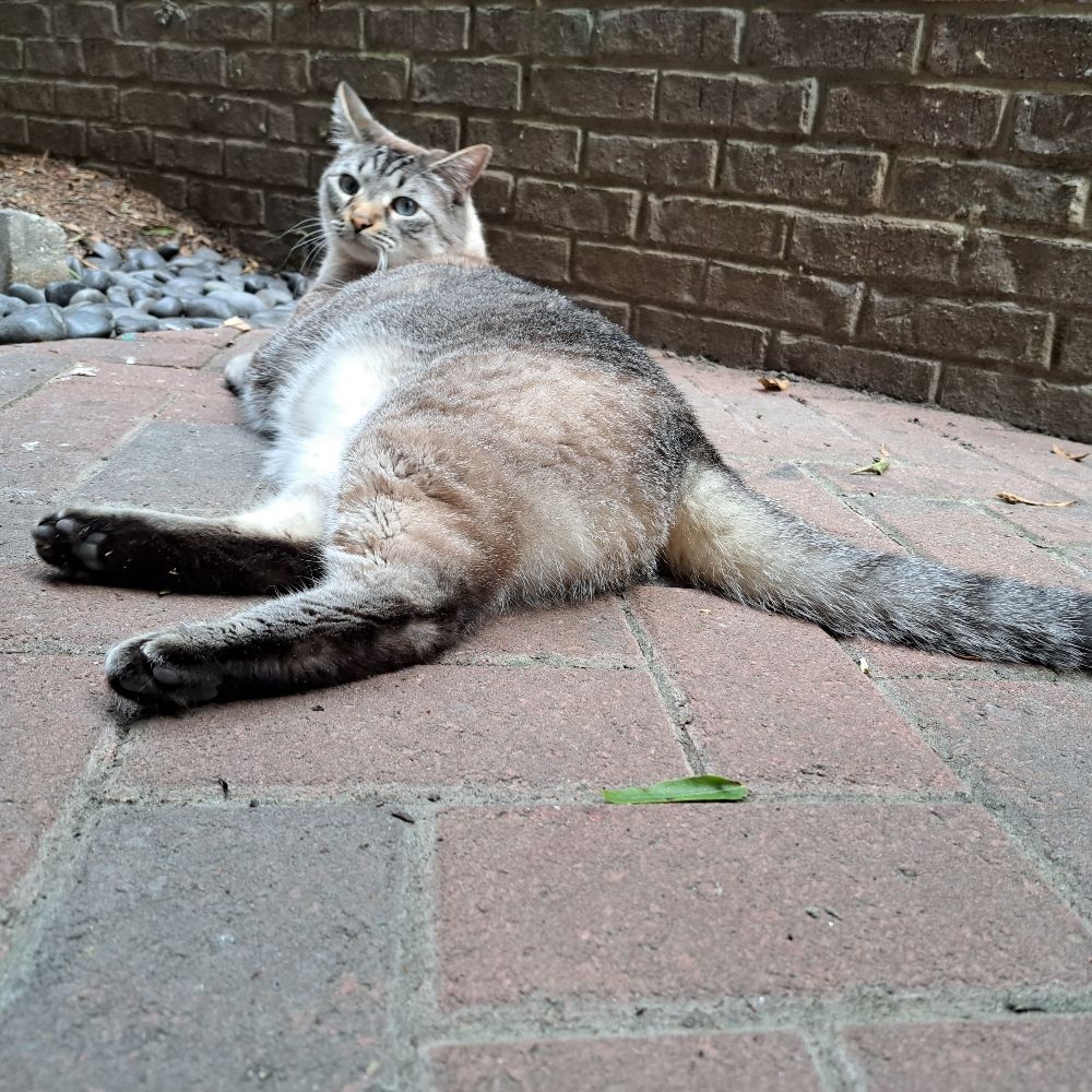 Bea