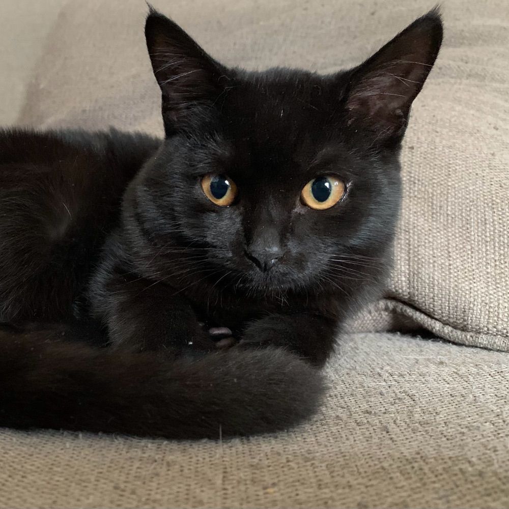 Luna Kitty