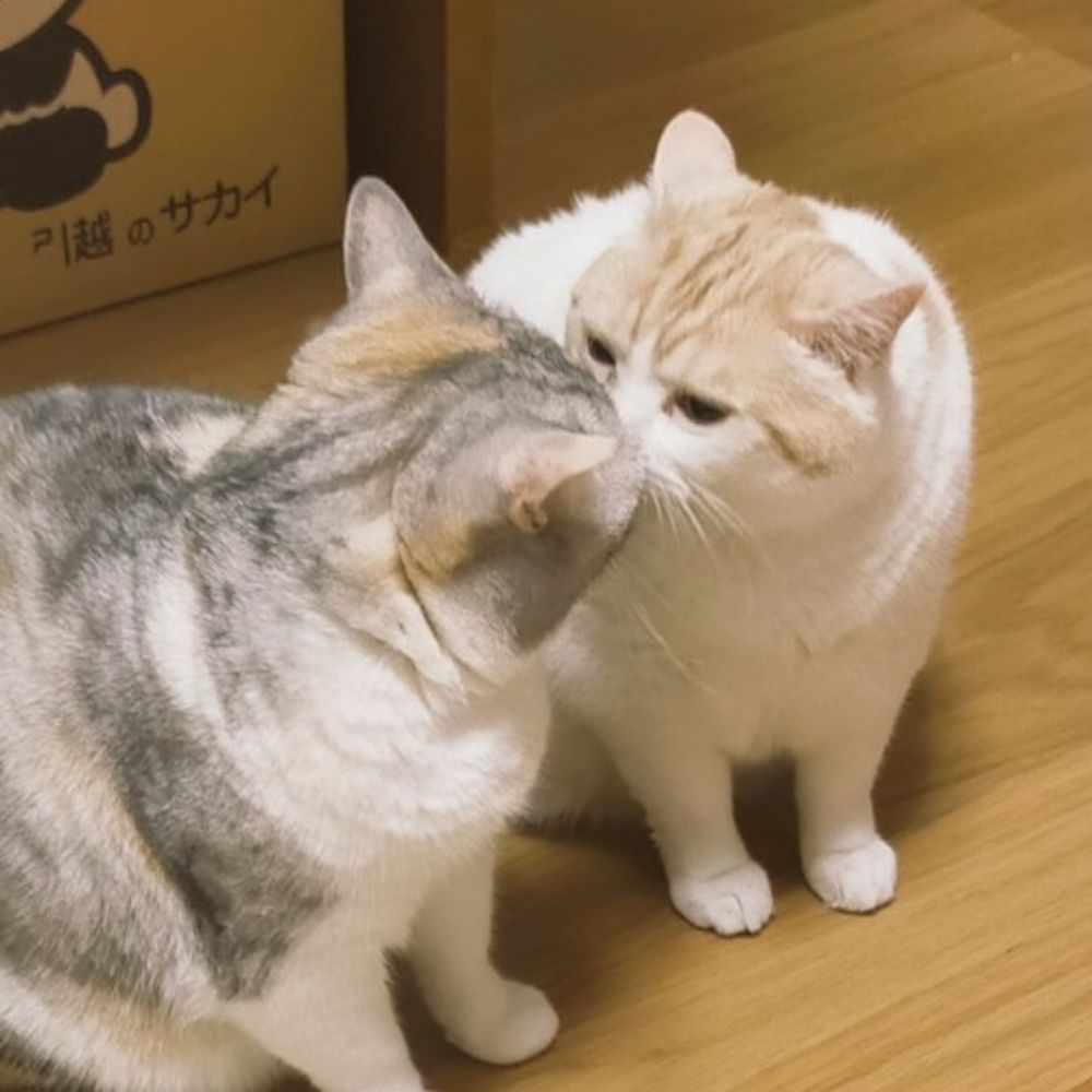  木苺