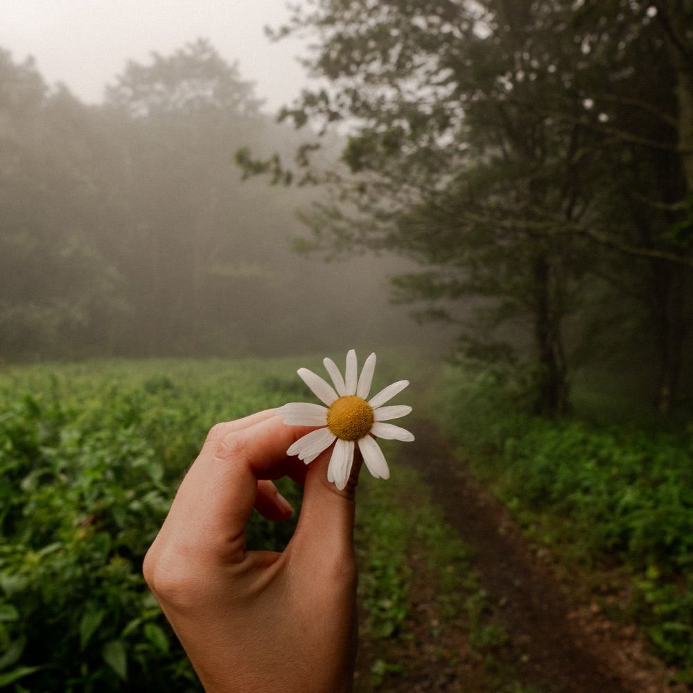 Clover
