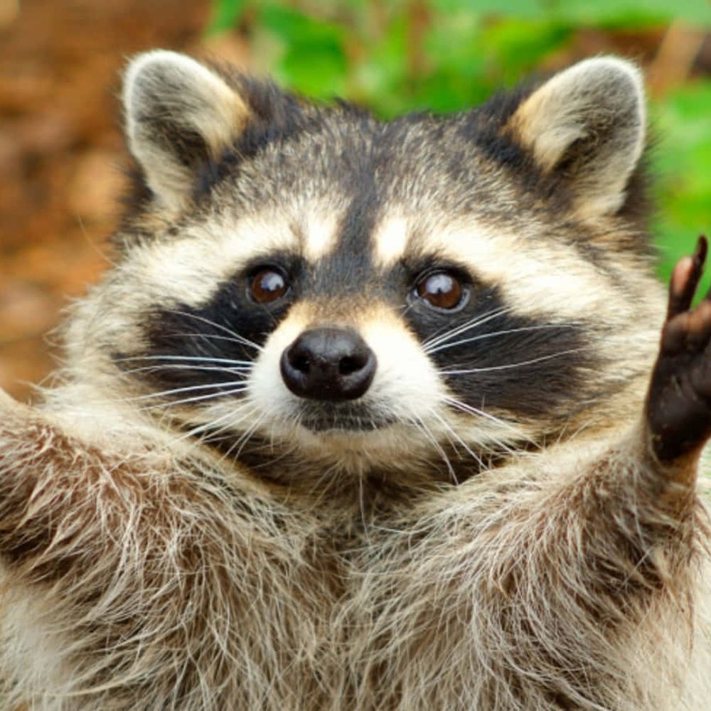 Max Raccoon