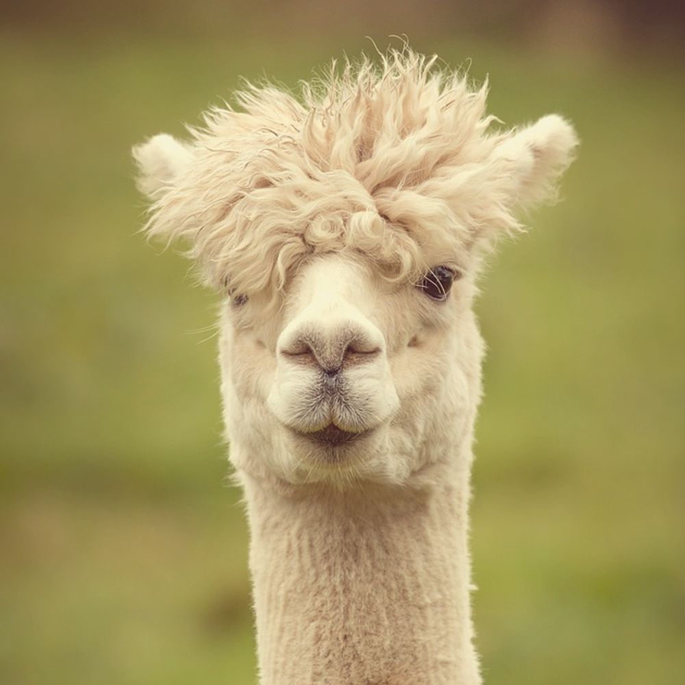 Profile picture kameraadalpaca.bsky.social