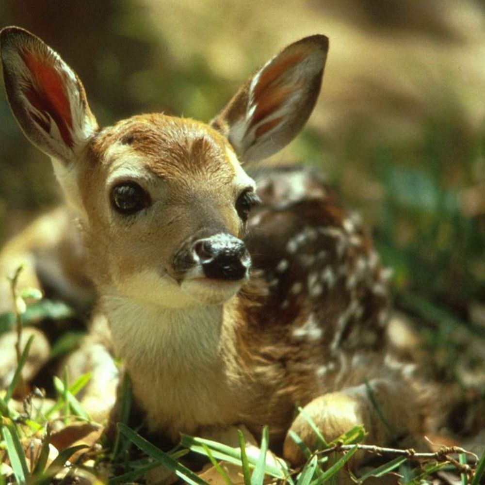 Hourly Deers