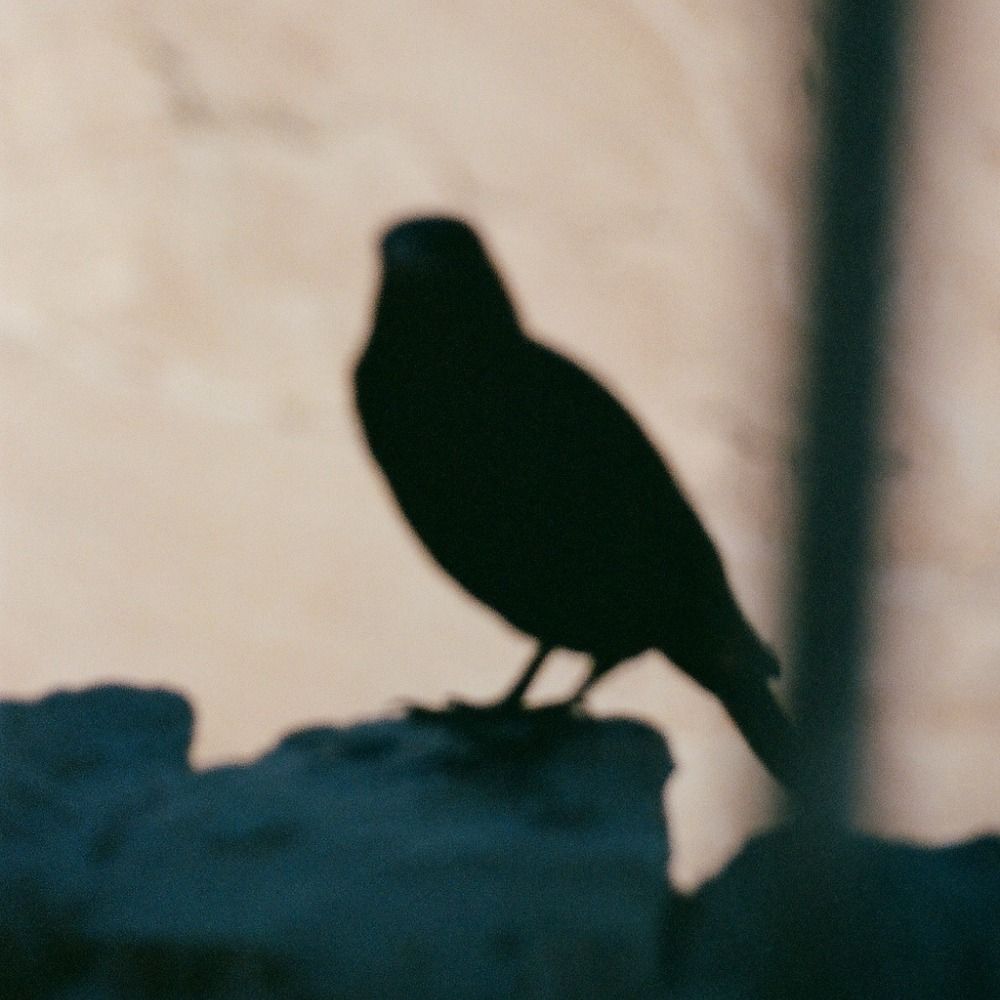 corvin