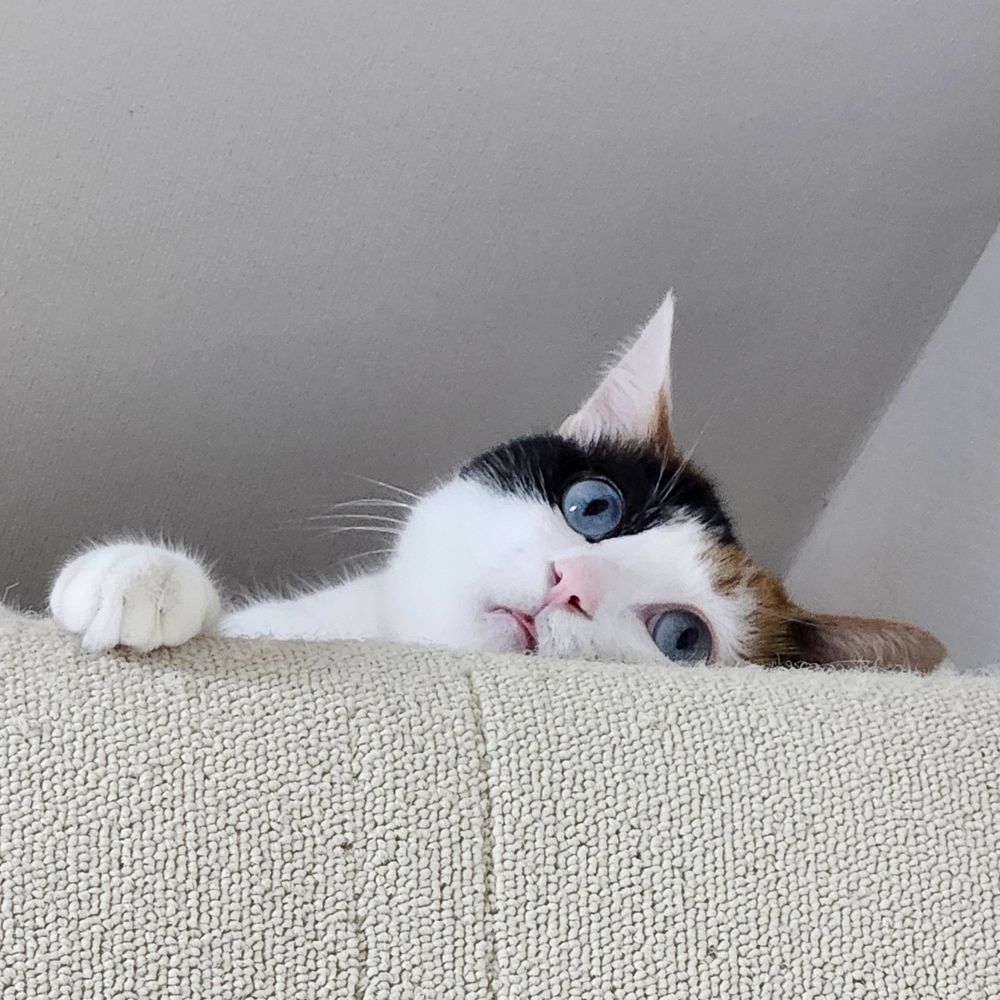 정파랑