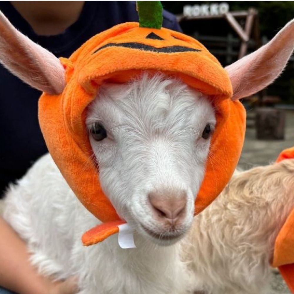 Parnieween🎃