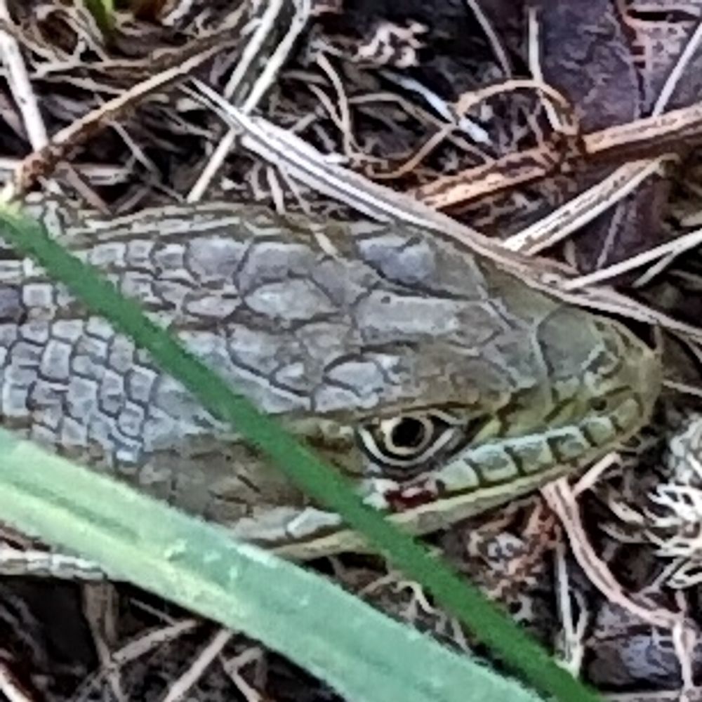 lizard appreciator