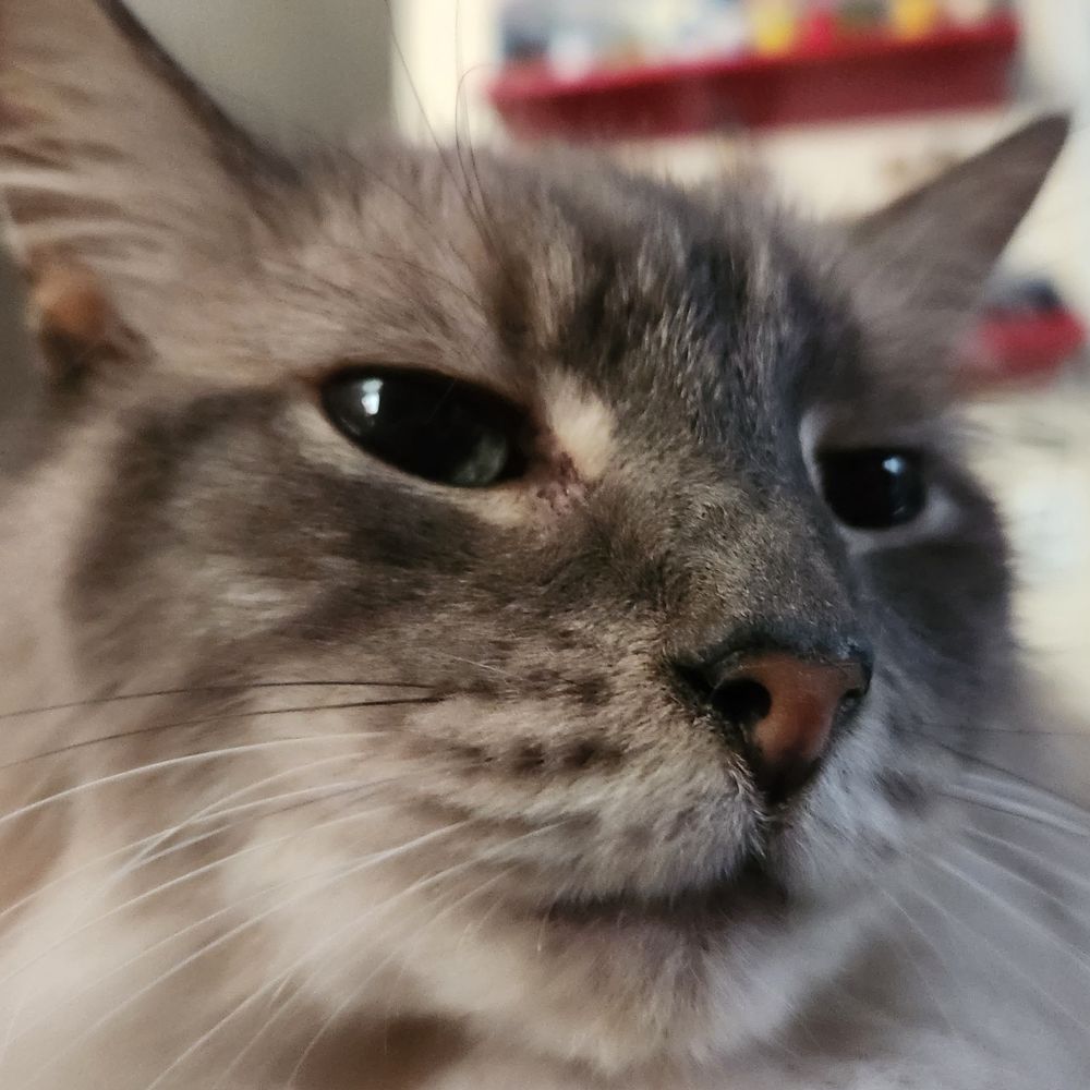 Meli