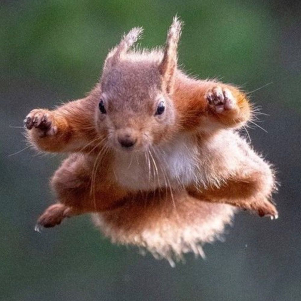 Squirrels_On_Film