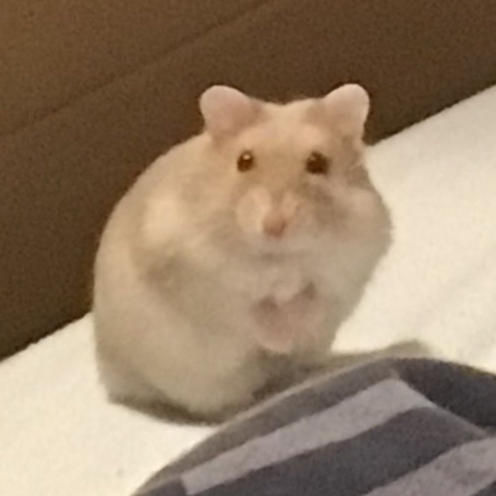 Pat