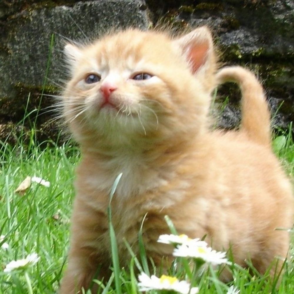 feli