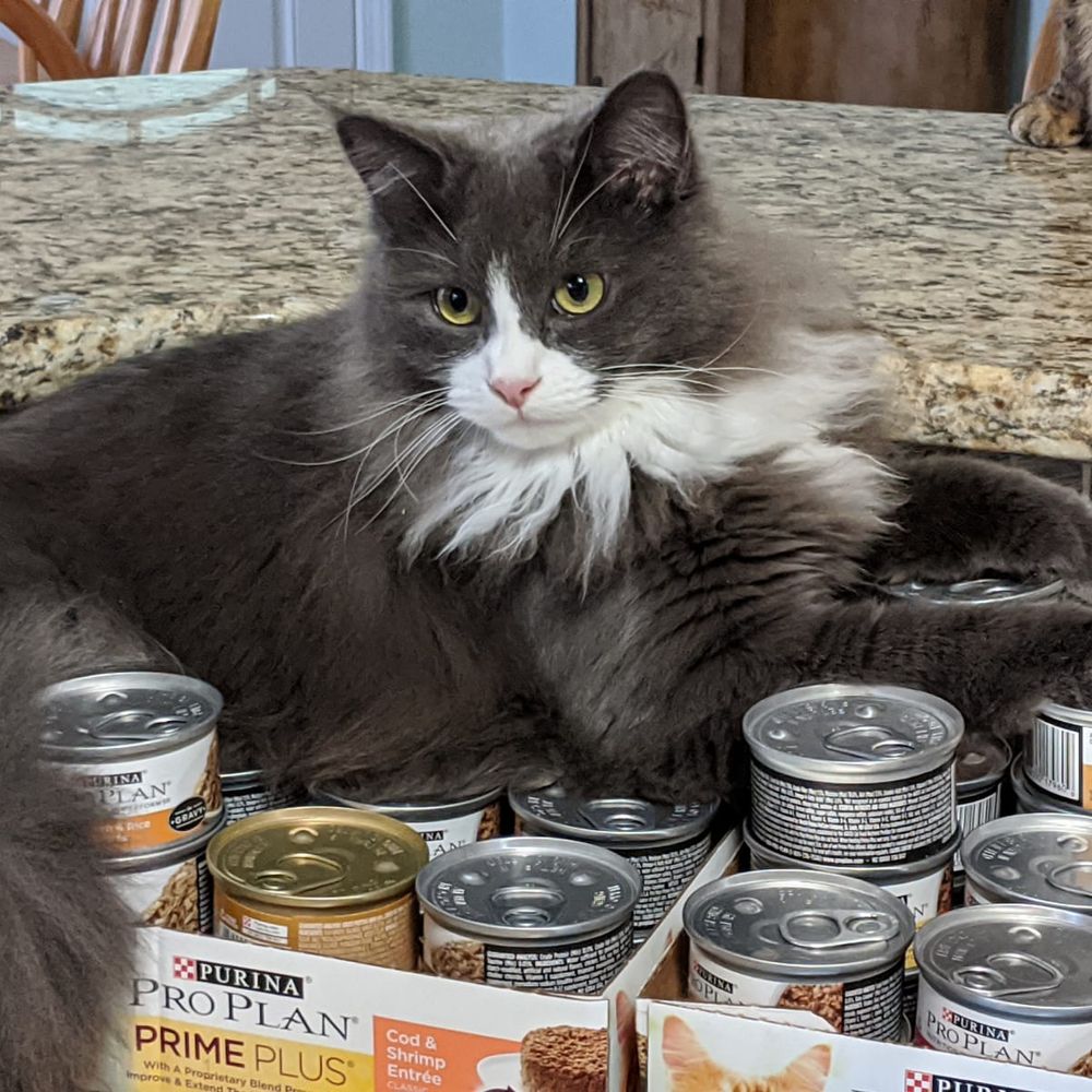 VotingCatLady2