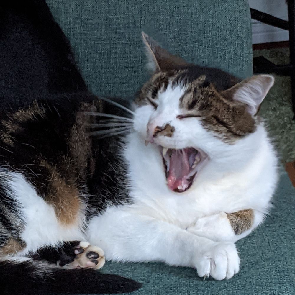 Cat Bamboozler
