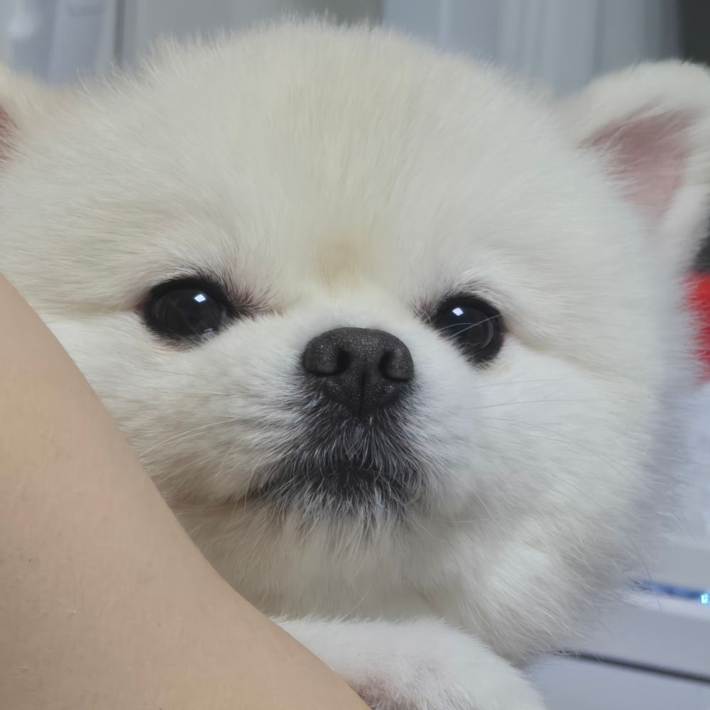 새하