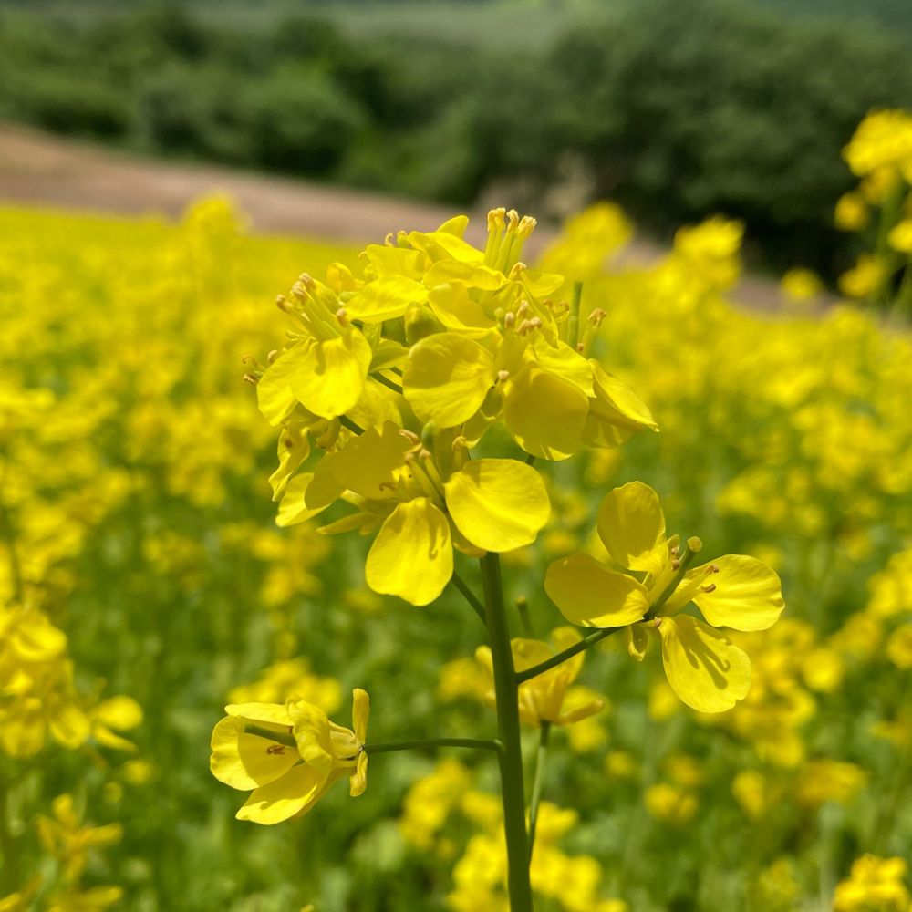 凪紗