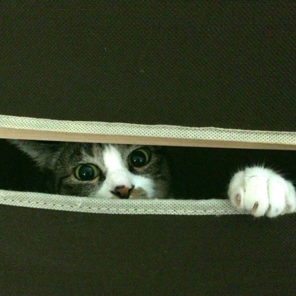 さーちゃん。