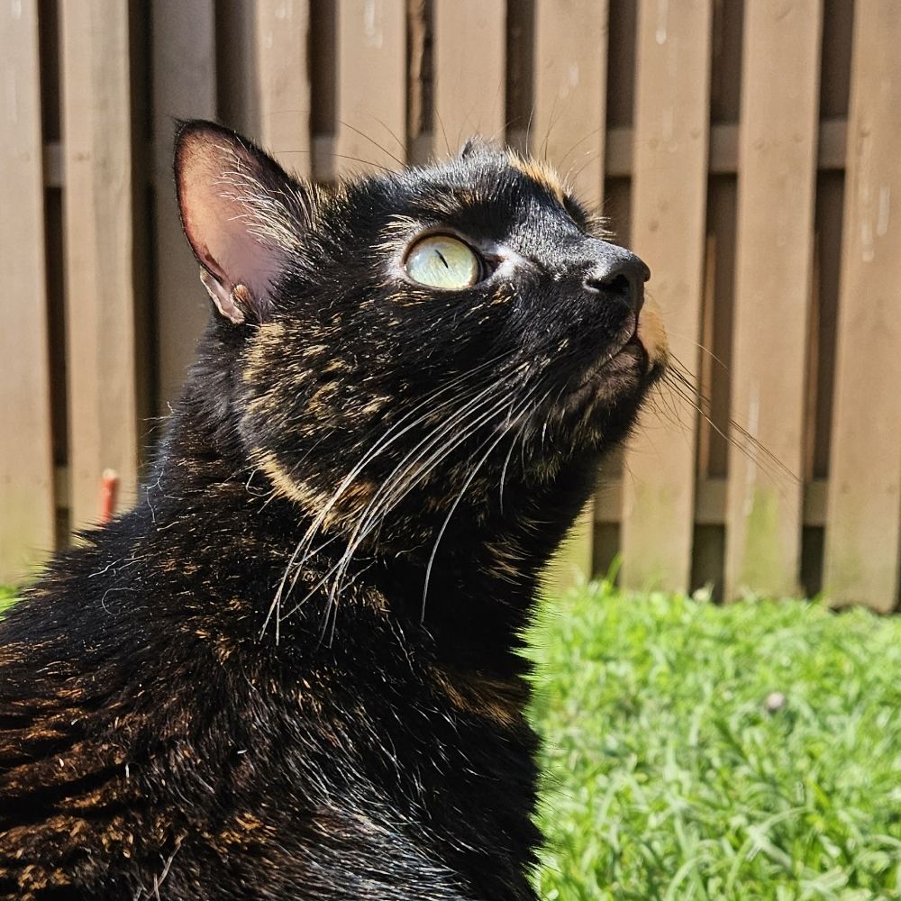 mishmAshKatz