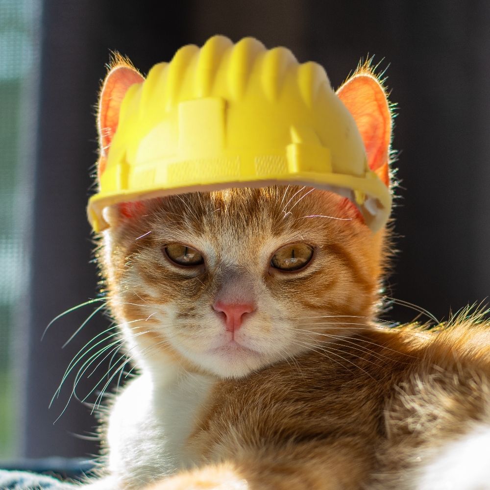 Mind the Cat