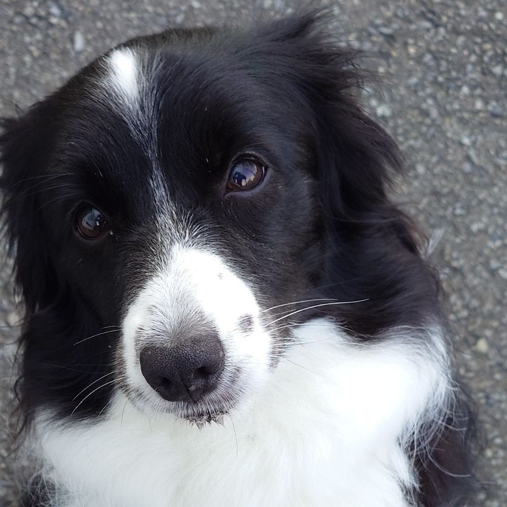 犬馬鹿のtoshiとボーダーコリーのクウ