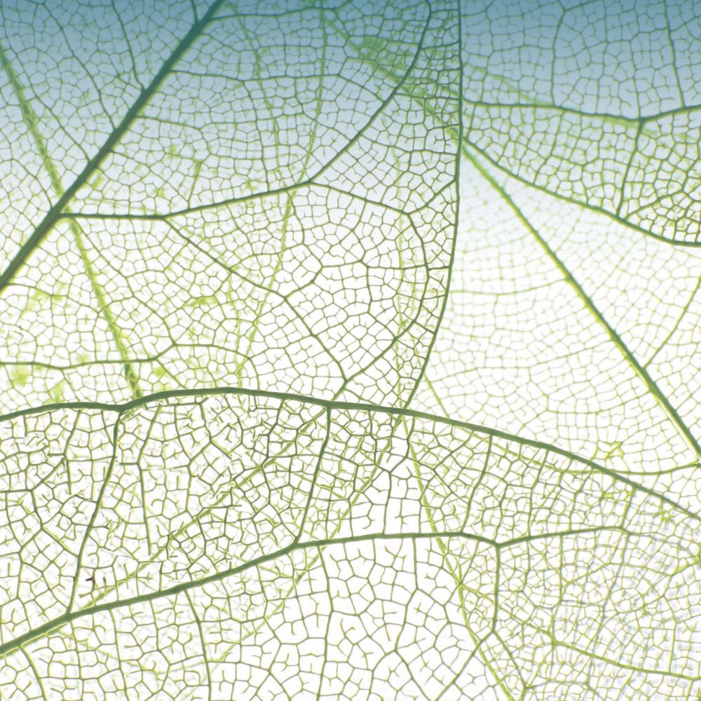 PhytoFrontiers™