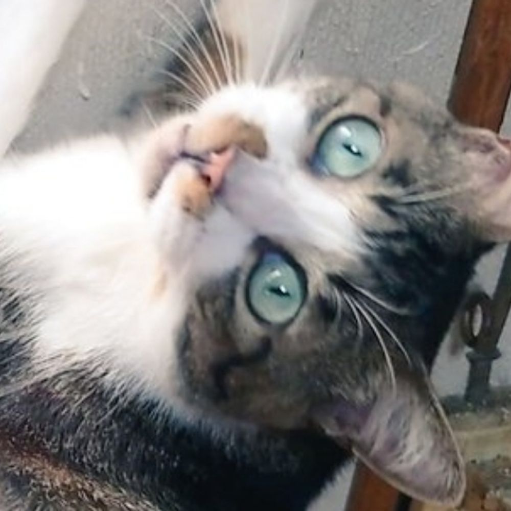 水駒