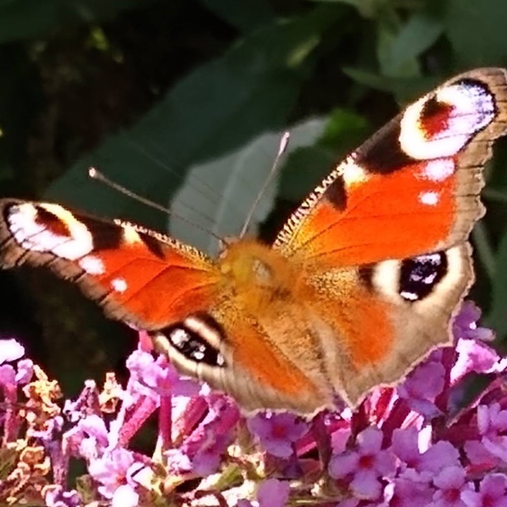 IUCN SSC Butterfly & Moth Specialist Group