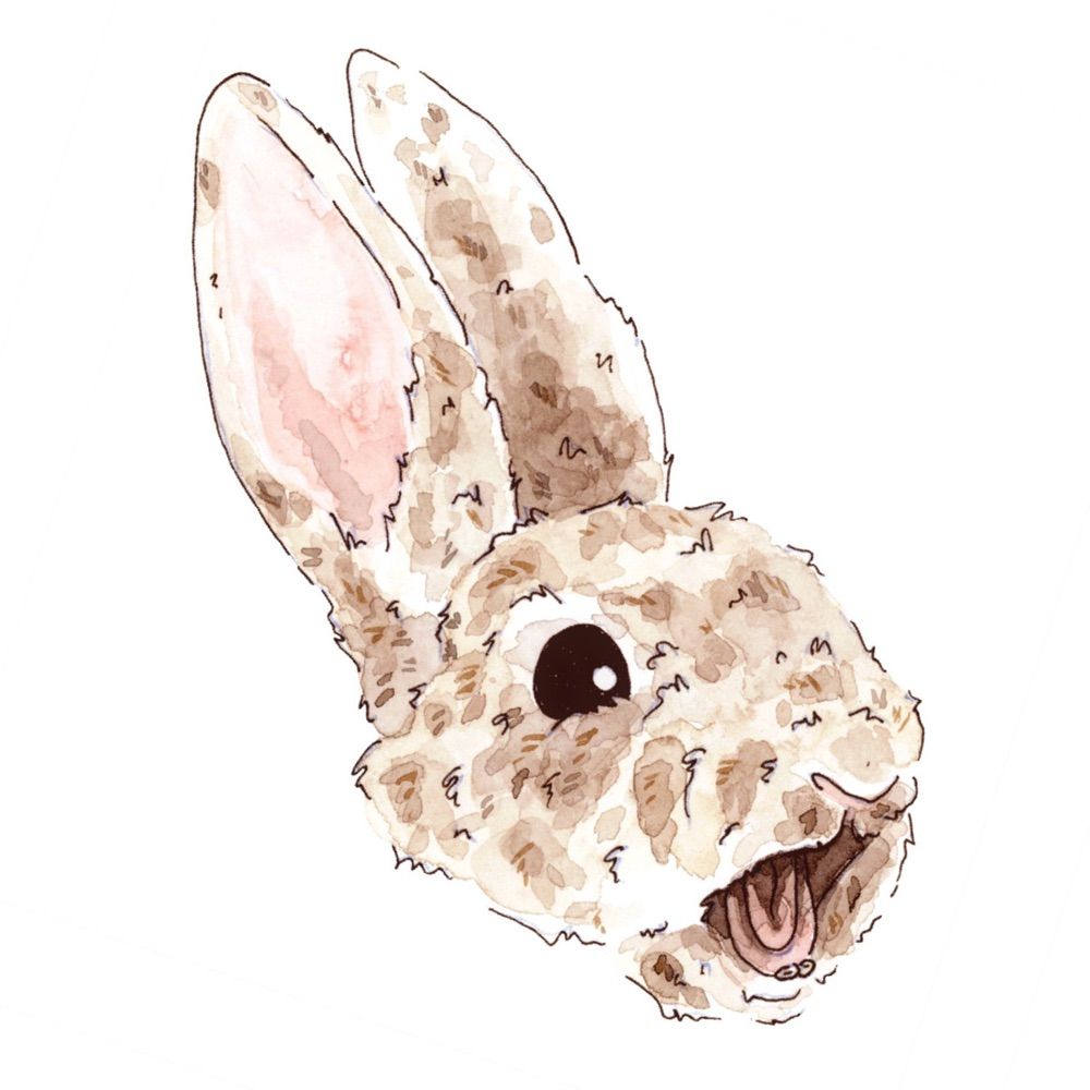 The Critter Co